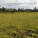 Perbaikan Bendungan Tak Kunjung Usai, Ratusan Hektar Sawah Berubah Jadi Savana