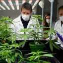 Temuan Luar Biasa Para Peneliti di Oregon untuk Obati Covid: Mariyuana<i>!</i>