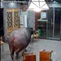 Seekor Kerbau Ngamuk Serang Pelanggan di Restoran China