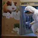 Hong Kong Perintahkan Pemusnahan Ribuan Hamster Terkait Covid-19, Pecinta Hewan Protes