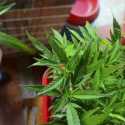 Kemenkes Thailand Usulkan Penghapusan Penuh Ganja sebagai Narkotika