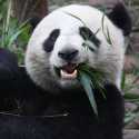 Dua Panda Raksasa Ramal Pemenang Olimpiade Beijing 2022