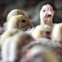 China Temukan Kasus Flu Burung H3N8 Pertama pada Manusia
