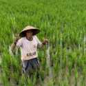 Pengamat: Kawasan Pertanian Berbasis Korporasi akan Berpengaruh Baik pada Kesejahteraan Petani