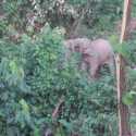 Lindungi Satwa Liar, RLU Pantau Gajah Sumatera dan Orang Utan di Kawasan Konservasi Perusahaan