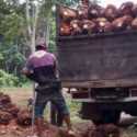 Labor Institute: 7 Juta Buruh Sawit Terancam Kehilangan Pekerjaan