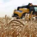 Produksi Gandum Ukraina Turun 40 Persen Karena Invasi Rusia