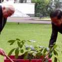 Di Istana Bogor, Jokowi dan Presiden Jerman Tanam Pohon Cendana