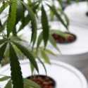 Hapus Ganja dari Narkotika Kategori 5, Warga Thailand Diperbolehkan Tanam Sendiri di Rumah