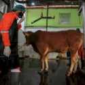 Belum Dijatah Vaksin, 150 Hewan Ternak di Bandung Terpapar PMK