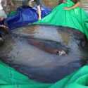 Mancing di Sungai Mekong, Nelayan Kamboja Dapat Ikan Terbesar di Dunia Seberat 300 Kilogram