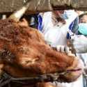 DPR Dorong Pemerintah Intensifkan Program Vaksinasi Hewan Ternak