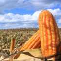 Panen Meroket Hingga 62 Persen, Harga Jagung di Brasil Anjlok