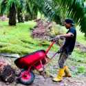 Jeblok! Harga Sawit di Aceh Cuma Rp 500 Per Kilogram