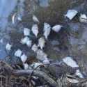 Ribuan Ikan Mati dan Terdampar di Pantai Manning Park New South Wales