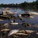 Puluhan Ton Ikan di Sepanjang Sungai Oder Eropa Mati, Penyebabnya Masih Misterius