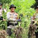 Polres Pidie Musnahkan Dua Hektar Ladang Ganja, Pemilik Ikut Diamankan