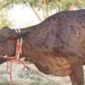 Puluhan Ternak di  Provinsi Ghazni Afghanistan Mati karena Terinfeksi Lumpy Skin