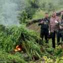 Polisi Kembali Musnahkan 4 Ladang Berisi 3 Ribu Batang Ganja di Aceh Besar