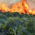 Gunung Tertinggi di Afrika Terbakar, Tanzania Kerahkan Lebih dari 600 Damkar