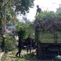Antisipasi Pohon Tumbang di Jakarta, Ini yang Dilakukan Pemprov