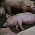 Diduga Flu Babi, 2 Ribu Ekor Babi Mati di Medan dan Deli Serdang