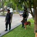 Pengamanan Ngunduh Mantu Jokowi, Polda Jateng Siagakan 11 Anjing K-9