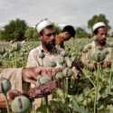 Taliban Ngaku Sudah Hentikan Budidaya Opium Sejak Berkuasa di Afghanistan