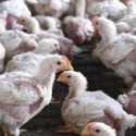 Terpapar Flu Burung, 50 Ribu Ayam di Denmark Dimusnahkan