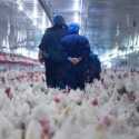 Flu Burung Serang Eropa, 220 Ribu Ayam di Ceko Dimusnahkan