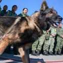 Anjing Penyelamat dari Meksiko Mati Saat Menolong Korban Gempa Turki