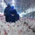 DPR Minta Kementerian dan Lembaga Tanggap Cegah Flu Burung Masuk Indonesia