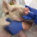 Filipina Catat Wabah Flu Babi Afrika di Cebu