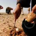 Sedang Mencari Jamur, 10 Warga Suriah Tewas Terkena Ranjau ISIS