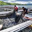 PYCH Optimistis Tingkatkan Budi Daya Ikan Air Tawar Danau Sentani