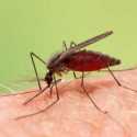 Spesies Nyamuk Anopheles Stephens Sebabkan Malaria di Ghana