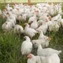 Takut-takuti 1.100 Ekor Ayam Sampai Mati, Pria di China Dipenjara
