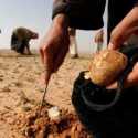 Sedang Mencari Jamur, Enam Warga Sipil Suriah Tewas Terkena Ranjau