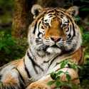 Populasi Harimau Terbesar Dunia Ada di India