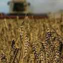 Polandia dan Hongaria Larang Impor Biji-bijian dan Makanan dari Ukraina