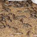 Tanaman dan Pakan Ternak Rusak, Petani Australia Khawatir Wabah Tikus 2021 Terulang