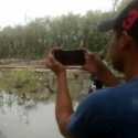Teguran Tak Diindahkan, Walhi Lapor Perusakan Hutan Mangrove Pesisir Bandar Lampung ke Ditreskrimsus