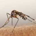 Israel Deteksi Nyamuk Pembawa Virus West Nile Mematikan