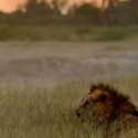 Tersesat Saat Mencari Makan, Singa Tertua dan Ikonik Kenya Mati Ditombak Penggembala