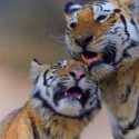 India Berhasil Selamatkan Harimau yang Diambang Kepunahan