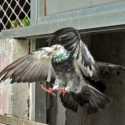 Polisi India Masih Lestarikan Ratusan Burung Merpati untuk Sampaikan Pesan Saat Bencana