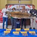 Polisi Tangkap Penjual Organ Harimau di Aceh, Satu Orang jadi DPO