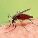 Pertama dalam Dua Dekade, Malaria Terdeteksi di AS