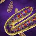 WHO: Wabah Virus Marburg di Guinea Khatulistiwa Telah Berakhir