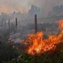 Korban Kebakaran Hutan Aljazair Bertambah, 25 Tewas dan 26 Luka-luka